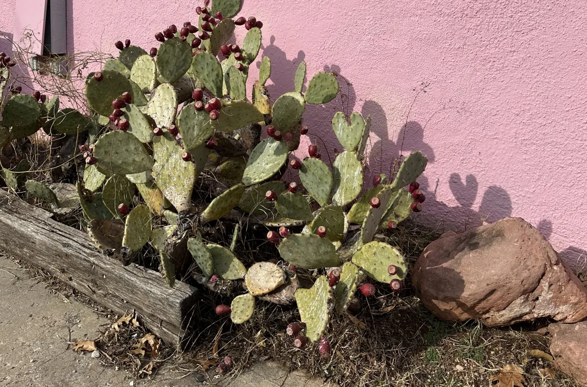 A prickly pear cactus heavy with red fruits growing in a wooden planter box against a textured, vibrant pink stucco wall.