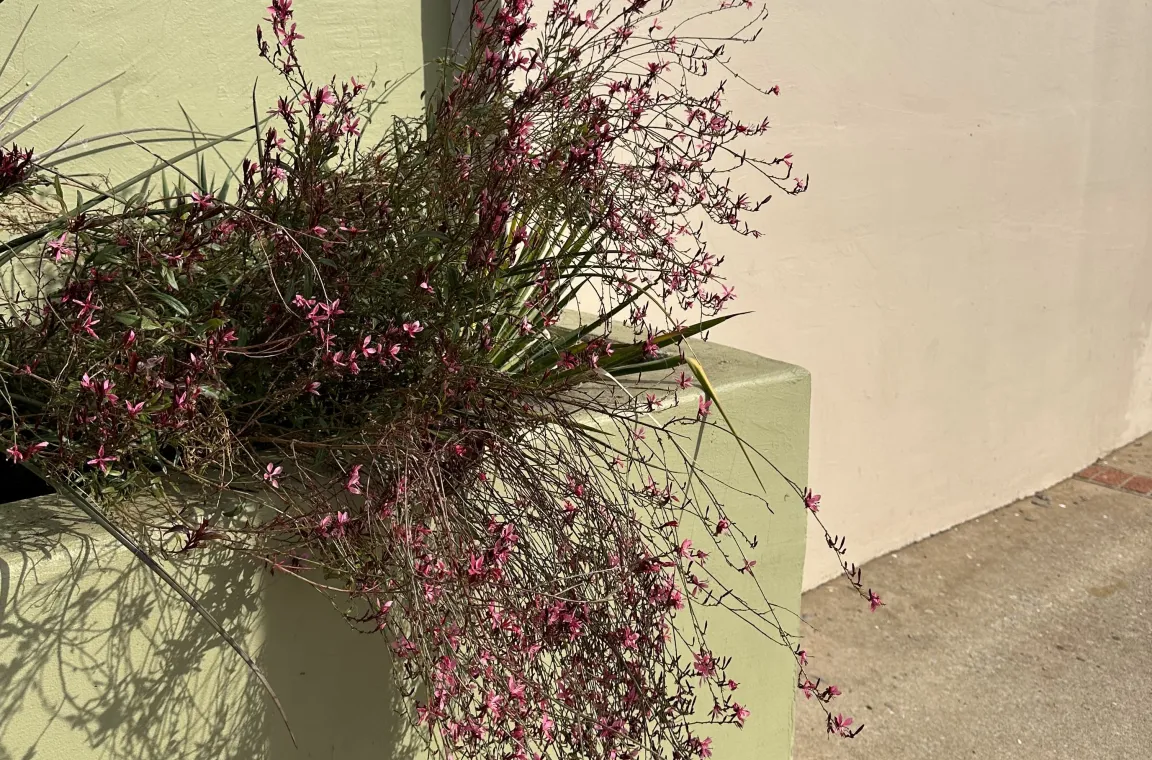 A cluster of delicate pink and purple wildflowers spilling out of a light green stucco architectural planter box in the bright sunlight.