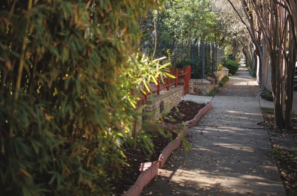 Tree-lined residential sidewalk with bamboo, wrought iron fences, and historic homes in the King William Historic District.