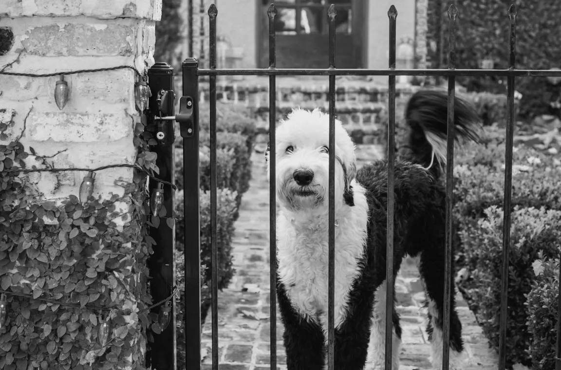 Black-and-white portrait of a fluffy black-and-white dog standing behind a wrought iron gate in front of a historic home.